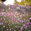 秋桜の丘