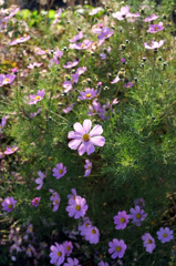 DSCF1454A