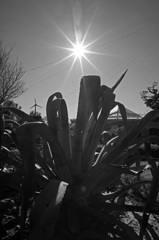 DSCF1644A