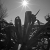 DSCF1644A