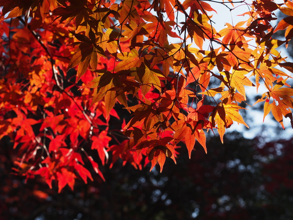 紅葉谷公園　