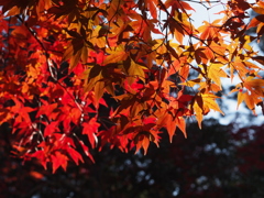 紅葉谷公園　