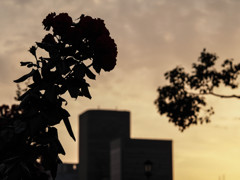 あの日の夕暮れ