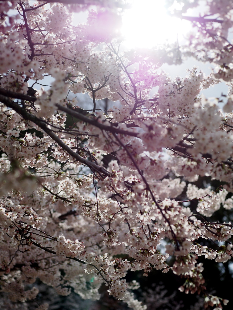 ～桜～　うつぼ公園