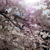 ～桜～　うつぼ公園