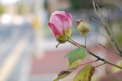 散歩