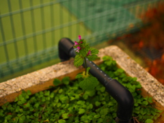 一輪の花
