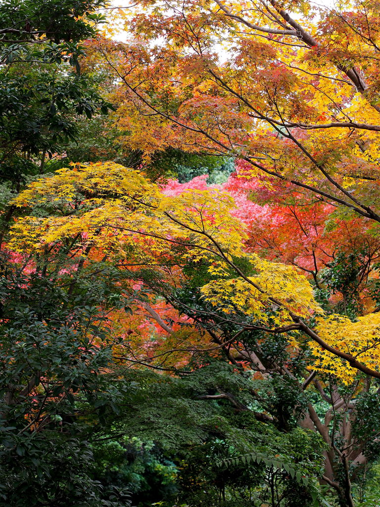 日本庭園