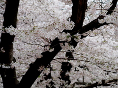 ～桜～　うつぼ公園