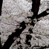 ～桜～　うつぼ公園