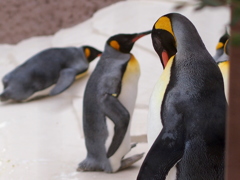 ペンギンたち