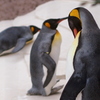 ペンギンたち