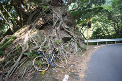 西部林道