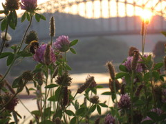 2011.0717 北上川夕暮④