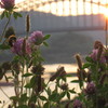 2011.0717 北上川夕暮④