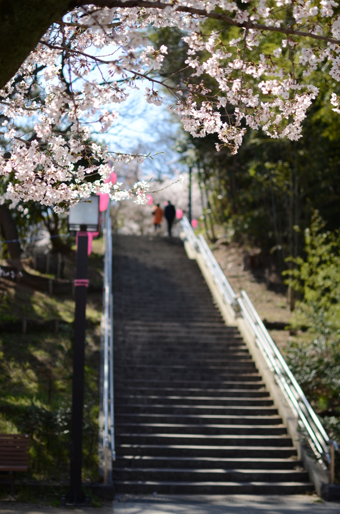 2012.04.08　亥鼻公園春