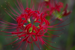 彼岸の花火