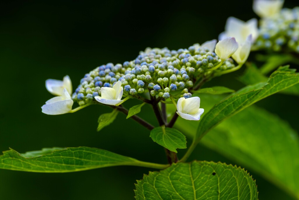 六月の花