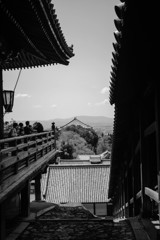 東大寺の甍を望む