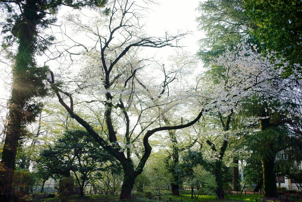 花ざかりの森