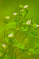 春の野の花Ⅰ