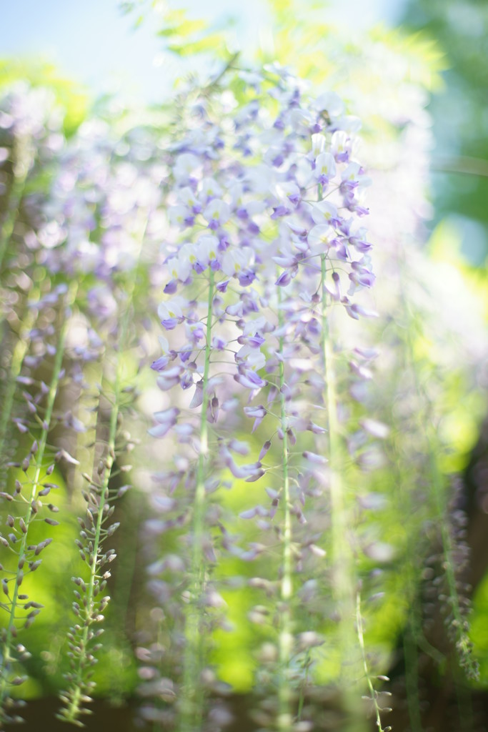 花の雫