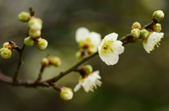 雨に咲く梅Ⅱ