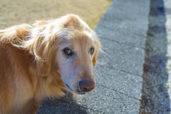 カメラ目線のリオくん