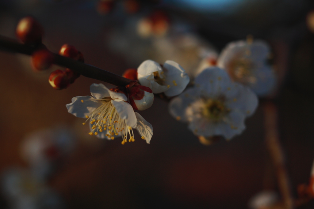 夕暮れに咲く