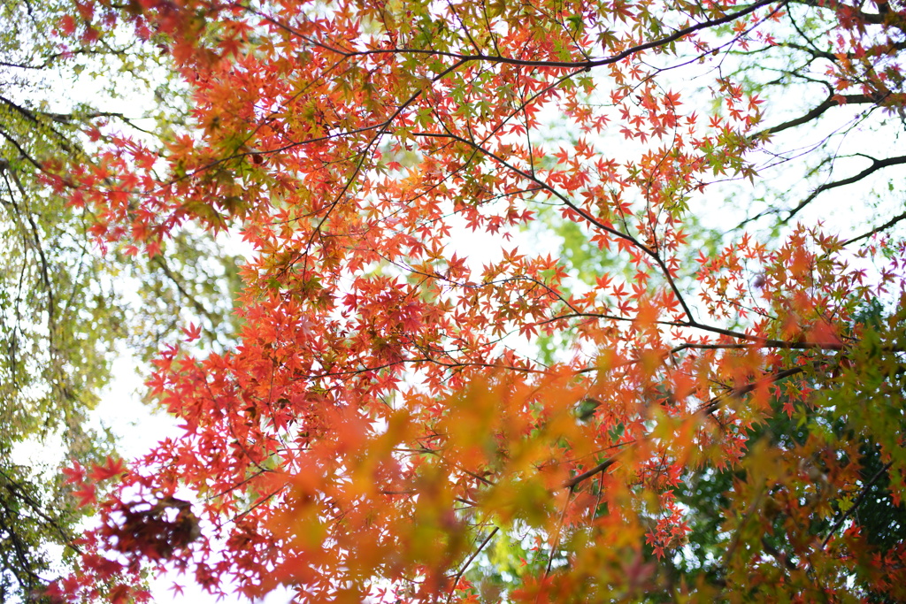 頭上の彩り２