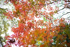 頭上の彩り２