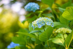 紫陽花の咲く散歩道