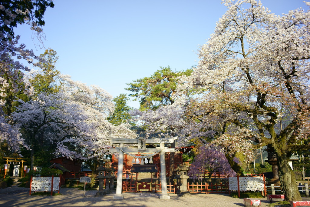 春爛漫の朝