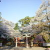 春爛漫の朝