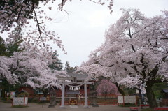 桜の園