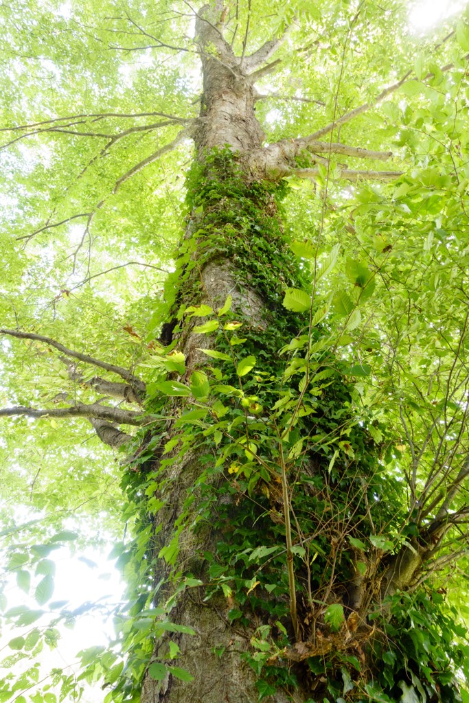 裏山の欅