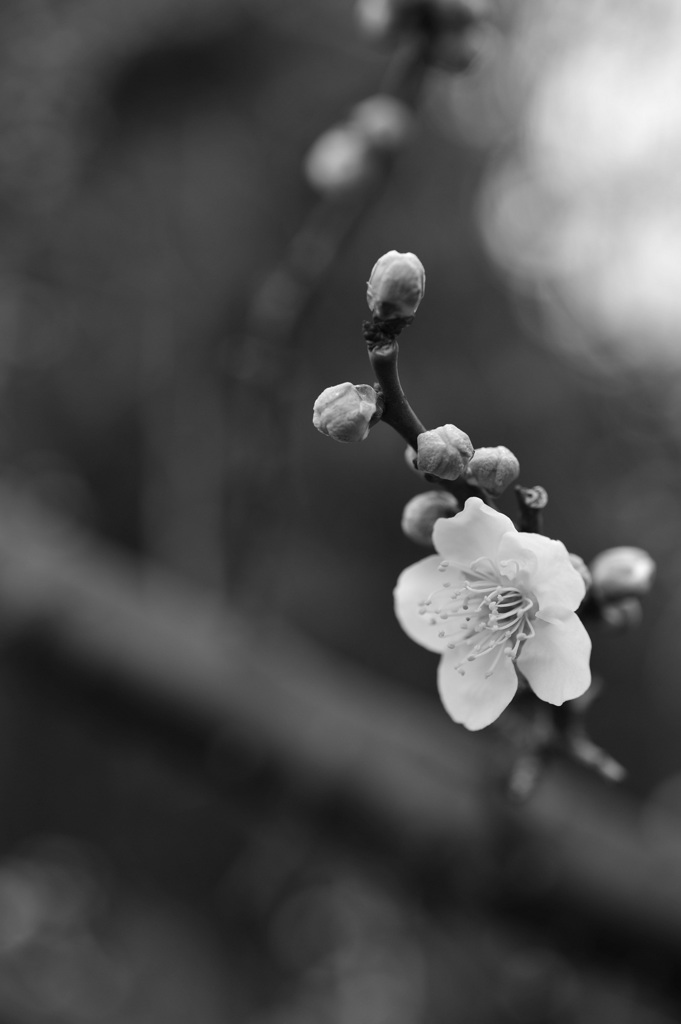 DSC_1663min