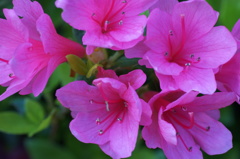 紫の花