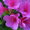 紫の花