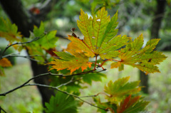 紅葉・楓