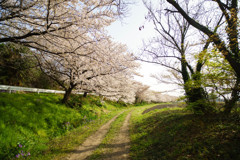 朝の桜並木