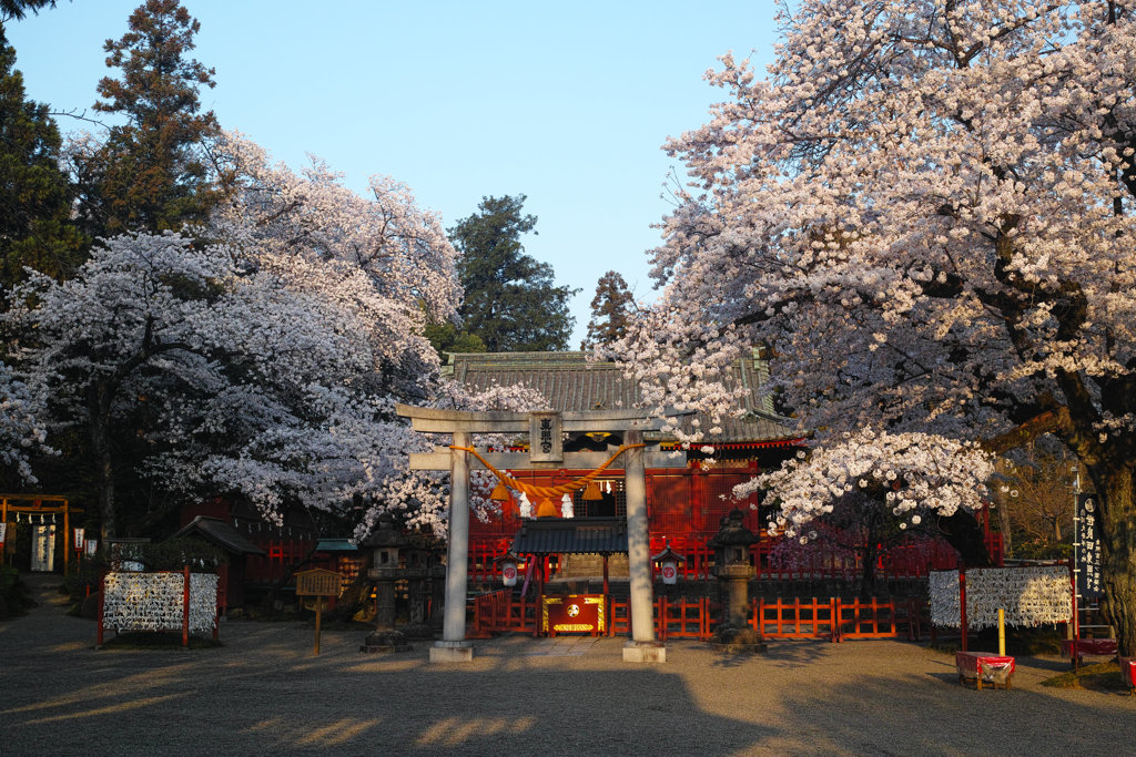 花ざかりの森