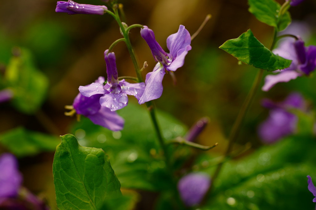 雨上がりの雫Ⅰ