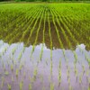 水田の水鏡