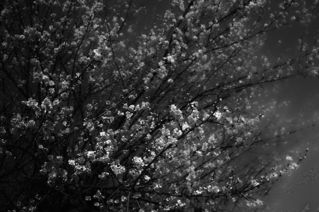 SDIM0238m