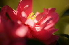 花心