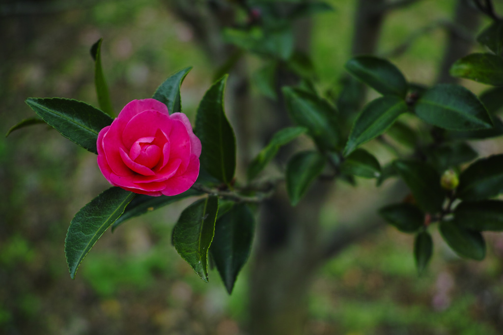SDIM0238-2