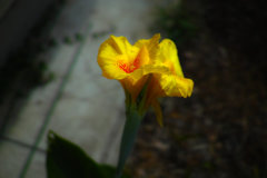 夏の花・カンナ