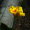 夏の花・カンナ