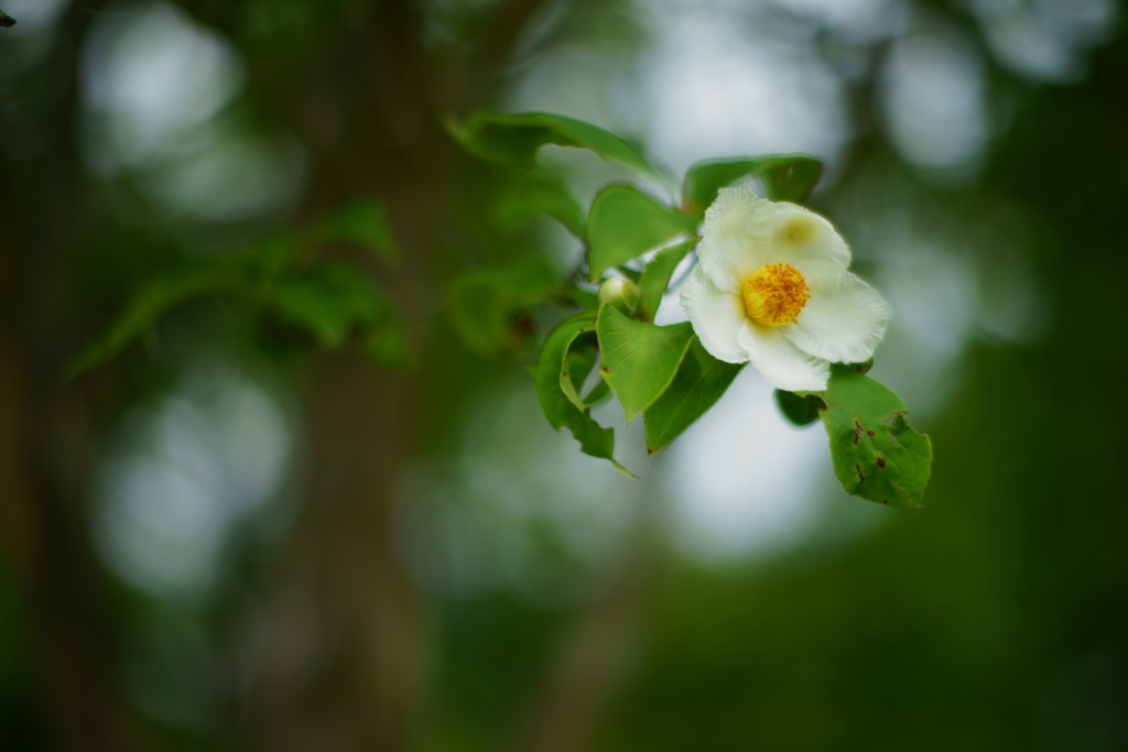 梅雨に咲く白い花